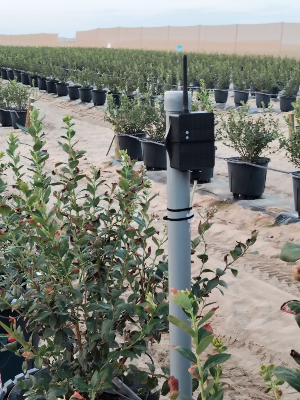 Campo agrícola monitoreado con AstraSense